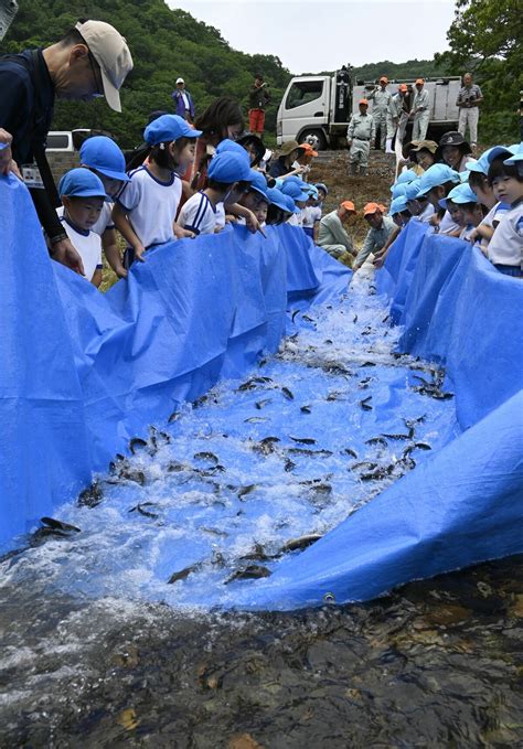 稚アユの成長願う 茂木の園児ら60人 バケツなどで5600匹放流 47news（よんななニュース）