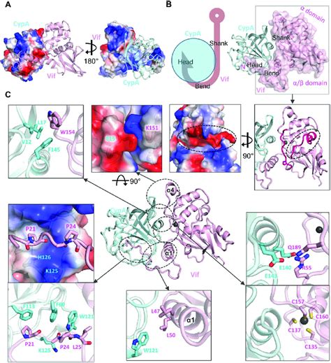 The Unique Binding Interface For Mvv Vif Interaction With Cypa A