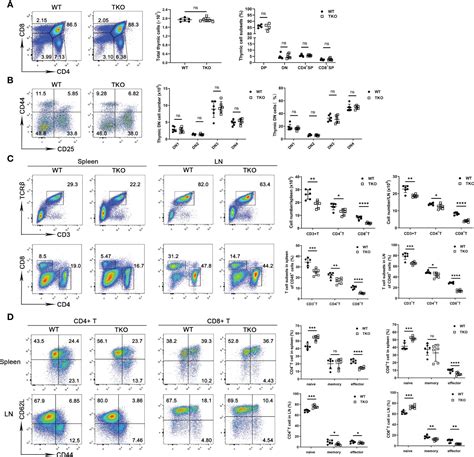 Frontiers Ccdc134 Facilitates T Cell Activation Through The Regulation Of Early T Cell