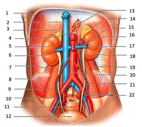 Renal Anatomy Flashcards Quizlet