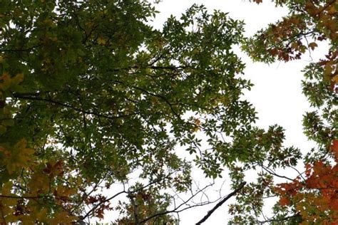 Seed Of The Week Pignut Hickory Growing With Science Blog