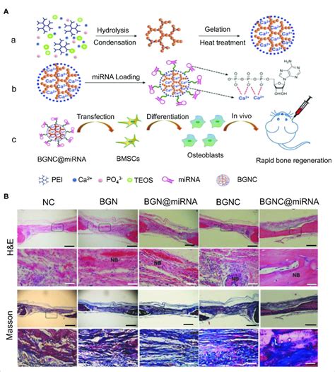 Monodispersed Bioactive Glass Nanoclusters Bgncs As Vectors Of Mirna Download Scientific