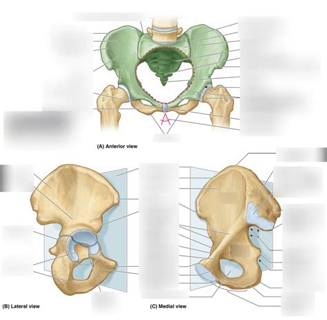 Label The Pelvic Girdle Diagram Quizlet