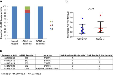 Maintenance Of ATF4 Protein Expression In Mixed Background GCN2