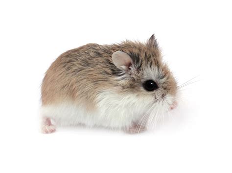 Roborovski Dwarf Hamster Avonturia