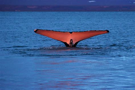 From H Sav K Traditional Whale Watching Tour