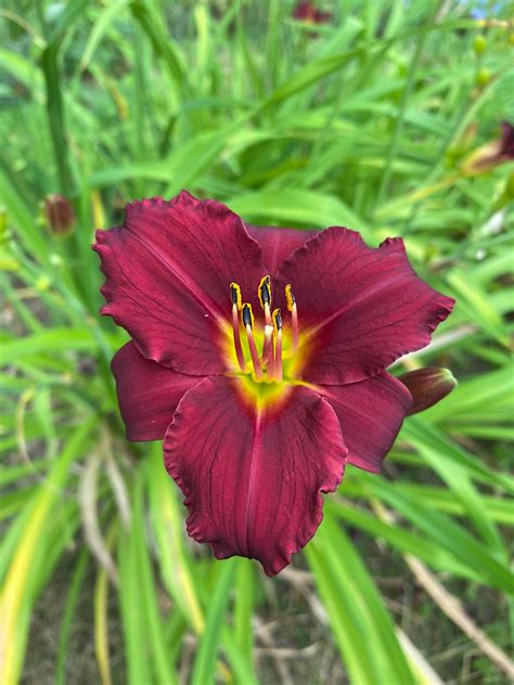 Hemerocallis Pardon Me Seagate Nurseries