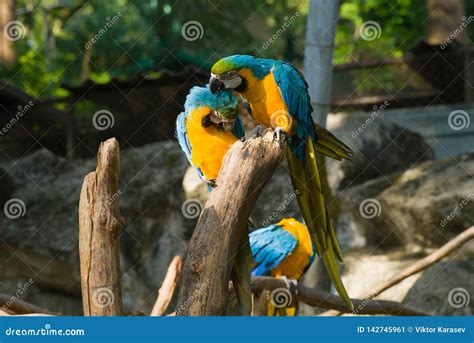 Two Blue And Yellow Macaws Ara Ararauna Clean Their Feathers Stock