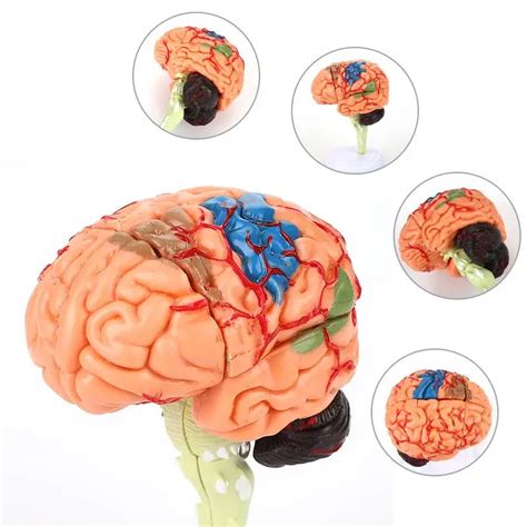 4D Disassembled Anatomical brain Model of human School Educational ...