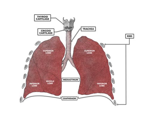 Human Lungs Labelled Diagram