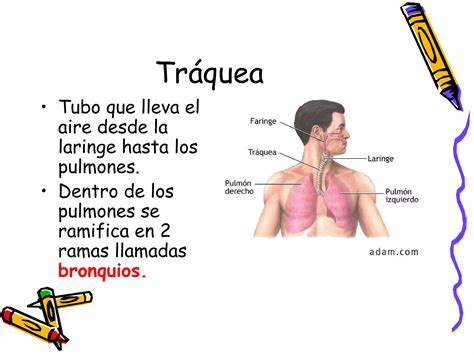 Sistema Respiratorio 5to PPT