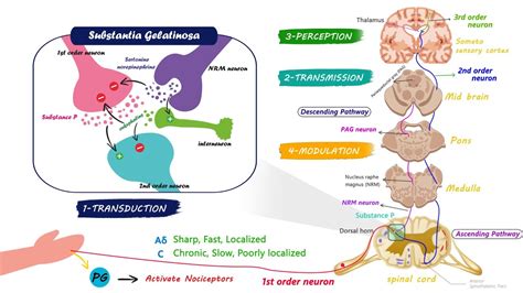 Pain Pathway The Ascending Pathway Descending Pain Pathway And The