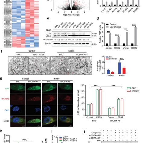 Identification Of Lncrna Ddit As As An Important Regulator Of