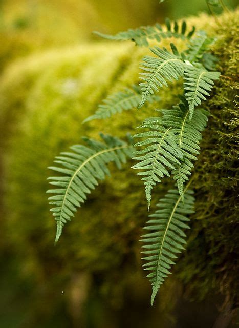 9 Low Maintenance Ferns To Liven Up Your Shade Garden Artofit