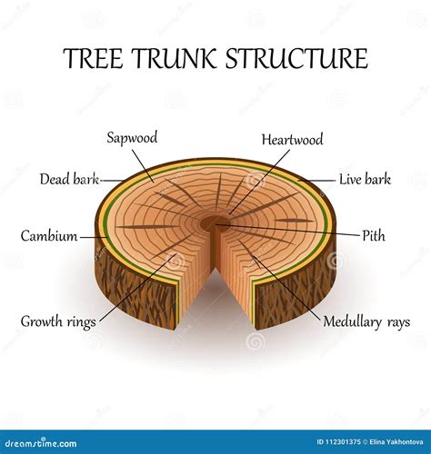 Tree Cross Section Diagram