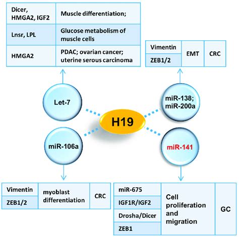 H19 Interactive Mirnas Different Associated Mirnas Of H19 Are