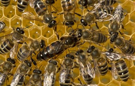 What Happens When The Queen Bee Dies Backyard Beekeeping