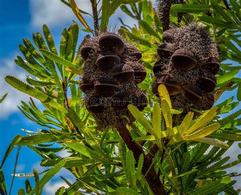 Closeup Shot Of Banksia Seed Pods On A Tree With Green Leaves Against A