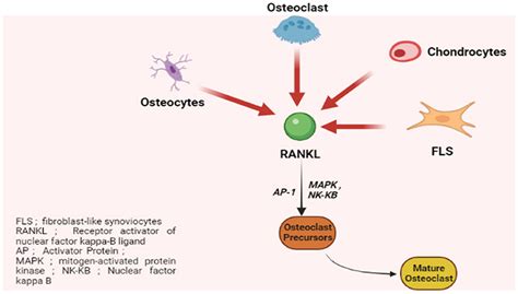 Frontiers Pathomechanisms Of Bone Loss In Rheumatoid Arthritis