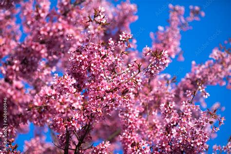 Spring Shidarezakura Weeping Cherry Beautiful Pink Cherry Or Cherry