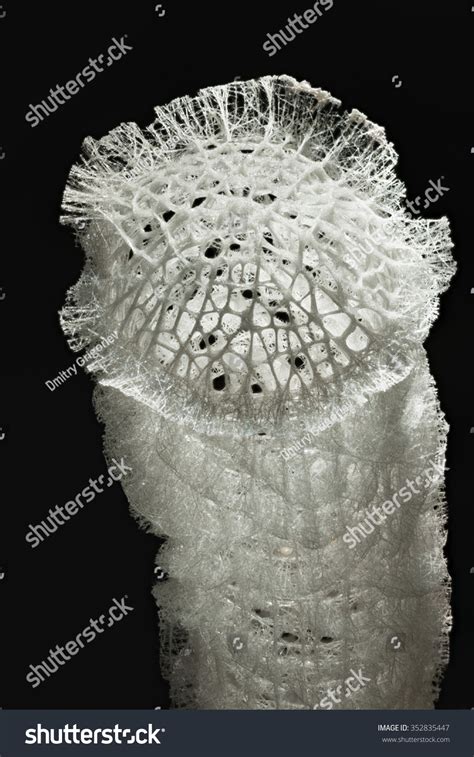 Venus Flower Basket Glass Sponge Stock Photo 352835447 - Shutterstock