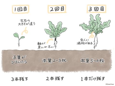 大根の種まきはいつまで？植える時期や間引き頻度などの育て方