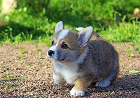 Baby Corgi In 2020 Cute Corgi Baby Corgi Corgi Puppy