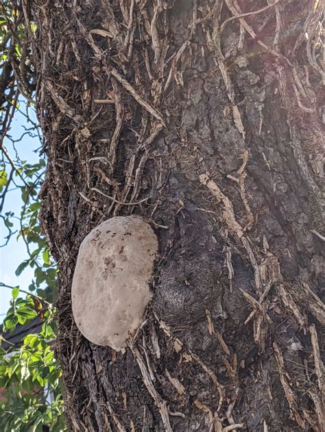 Cherry Tree fungus?? — BBC Gardeners' World Magazine