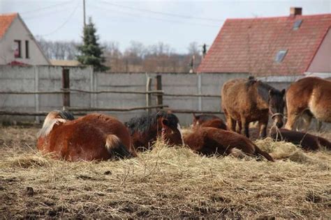 Uratowane Konie Dzi Kuj Fundacja Tara Schronisko Dla Koni Zosta O