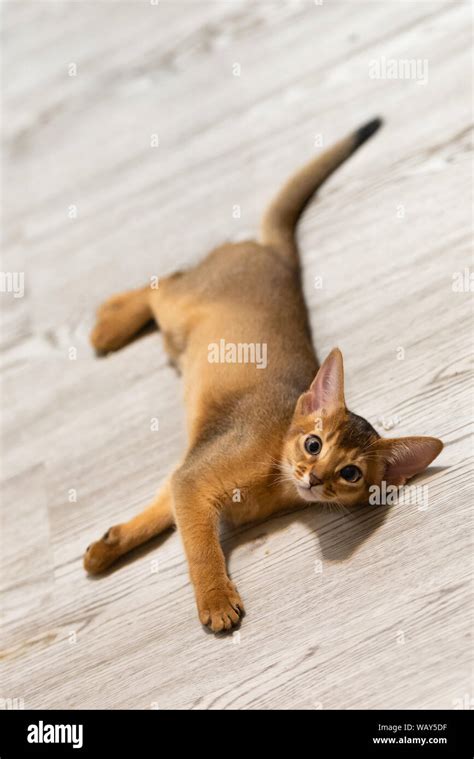 Abyssinian Kitten Ancient Cat Breed Favorites Of Egyptian Pharaohs