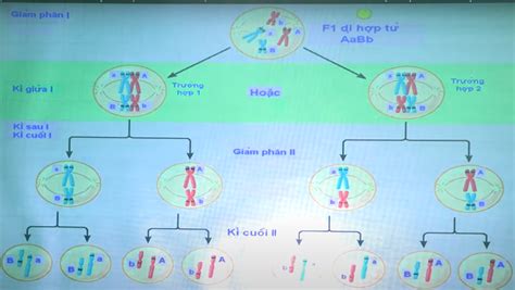 Nội dung và ý nghĩa quy luật phân li độc lập của Menđen là gì