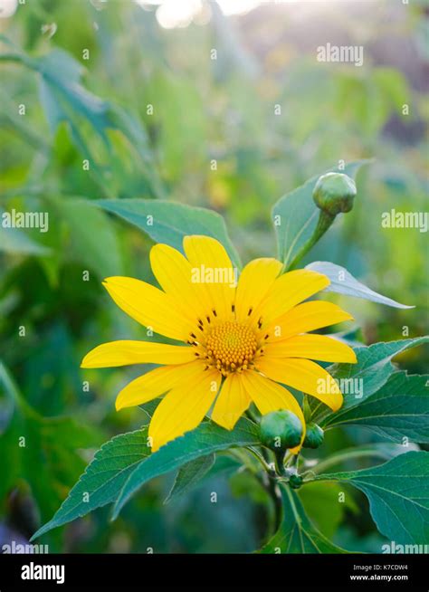 Mexican Sunflower Weed Tithonia Diversifolia Closed Up Stock Photo