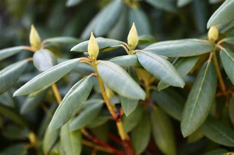 How To Propagate Rhododendron From Cuttings Farmhouse And Blooms