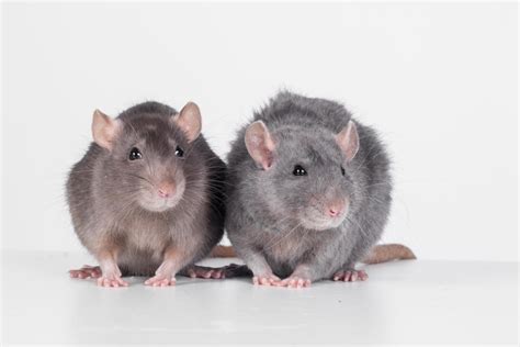 Rats – More Than Just Laboratory Experiment | DocumentaryTube