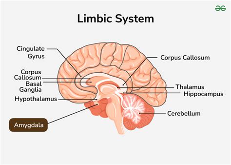 Amygdala Function and Location | Disorders & Divisions of Amygdala -GeeksforGeeks