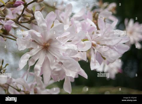 Magnolia x loebneri 'Leonard Messel' Stock Photo - Alamy