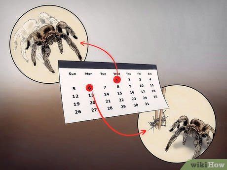 How to Tell If Your Tarantula Is Molting: 5 Signs