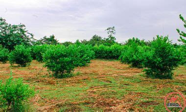 Guamo Fincas En Guamo Mitula Casas