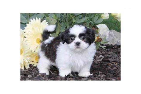 Shih Tzu Bazar Hyperinzerce Cz