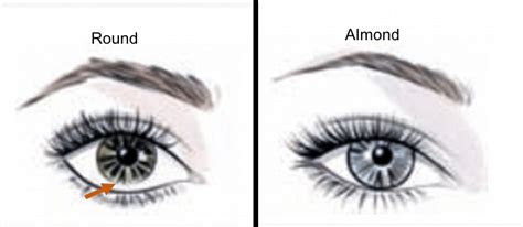 Round vs. almond shape. | Download Scientific Diagram