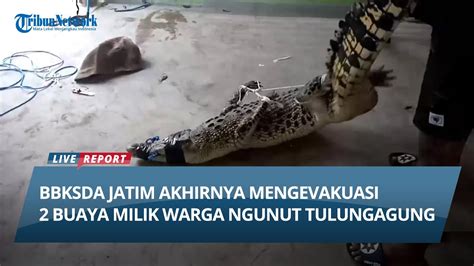 BBKSDA Jatim Mengevakuasi 2 Buaya Milik Warga Ngunut Tulungagung