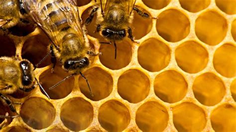 Apiculture le long hiver a entraîné la diminution des populations d