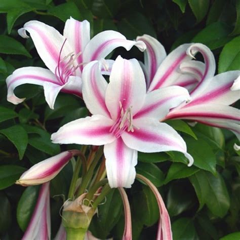 Milk & Wine Lily flower Plant buy online at lowest price at plantsguru.com