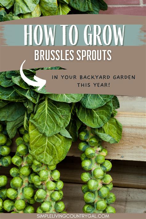 How To Grow Brussels Sprouts Artofit