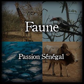 Nature La faune du Sénégal Passion Sénégal Poster Movie posters