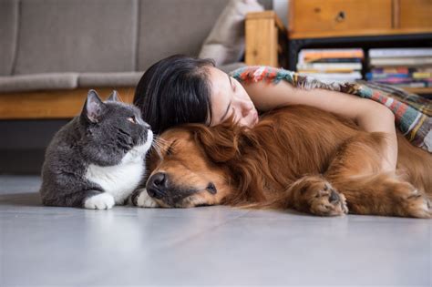 Dicas Infal Veis Para Entreter Seu Pet Em Dias De Chuva Glomix