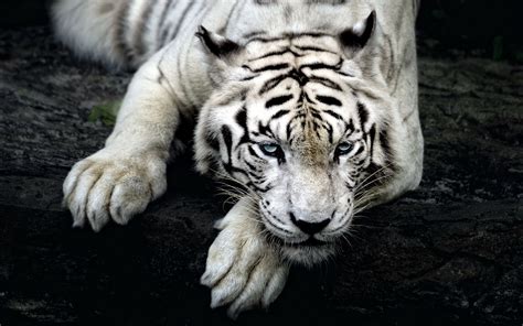 37 Tigre Blanco Fondo De Pantalla Hd