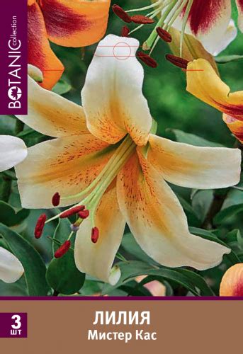 Лилия от-гибрид Мистер Кас