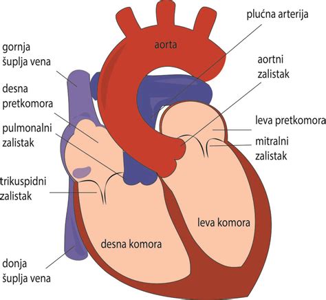 O Srcu Kardiohirurgija Rs