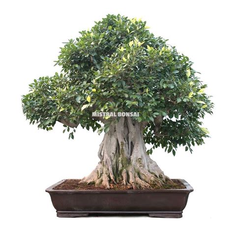 Bonsai Specimen Ficus Retusa Years Indoor Mistral Bonsai